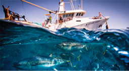 Fishing Fishing